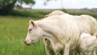 "Boeuf de Charolles" : hausse des ventes pour l’AOP très appréciée des consommateurs