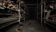 L'association L214 dénonce l'élevage de poules au sol