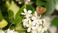 À Saintes, les pelouses ne sont plus tondues pour laisser la biodiversité s'épanouir
