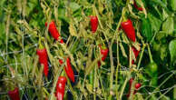 Le piment d'Espelette, l'or rouge du Pays basque