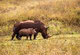 Afrique du Sud : près de 500 rhinocéros ont été victimes d'un braconnage en 2023, un chiffre en hausse