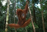 La Malaisie veut offrir des orangs-outans aux pays qui lui achètent de l'huile de palme
