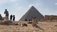 Egypte : les chiens errants volent la vedette aux pyramides de Gizeh