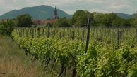 Exploitation viticole : des intérêts payés en bouteilles de vin pour les investisseurs
