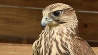 Fusées sonores, rapaces… Les méthodes des aéroports pour faire fuir les oiseaux et éviter les collisions