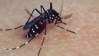 Chikungunya : 154 cas recensés depuis le début de l’été en métropole
