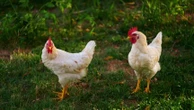 En Thaïlande, des poulets élevés au cannabis pour une viande de meilleure qualité