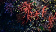 Corse : le corail, l'Or rouge de la Méditerranée