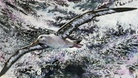 "Déployer sa vie comme un albatros" : dans cet essai, une docteure en écologie invite les humains à s'inspirer des géants des mers