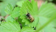 "On voit la biodiversité qui revient", des abeilles pour sauver le cassis en Bourgogne