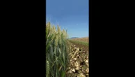 Du blé et des betteraves pour faire voler les avions