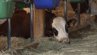 Maladie bovine : des éleveurs s'opposent à l'abattage de leurs bêtes