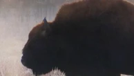 Pologne : sur les traces des derniers bisons d'Europe, majestueux survivants de la mégafaune