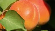 Agriculture : fruits mûrs, l’urgence des récoltes