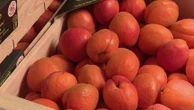 Hausse des températures : les récoltes de pêches et d'abricots sont au beau fixe