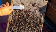 "Les abeilles sont montées en suractivité" : comment expliquer la spectaculaire attaque d'abeilles à Aurillac ?