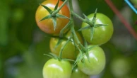 "Il va falloir les jeter si ce n'est pas vendu" : les producteurs de tomates cerises françaises dénoncent la concurrence des tomates marocaines vendues moins chères