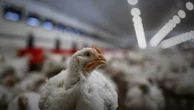 A cause de la chaleur, près de 8 500 poulets meurent dans un élevage du Pas-de-Calais
