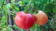 "Des punaises pour protéger naturellement les tomates" : une coopérative bretonne élève des insectes pour se passer des pesticides