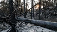 "Ça brouille le débat" : pourquoi la gauche et les écologistes s'inquiètent de la focalisation sur les pyromanes à propos des incendies