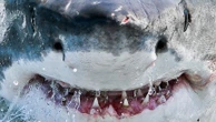 Faut-il avoir peur des requins quand on se baigne ?