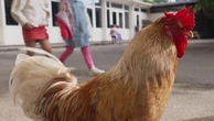 Somme : Cacahouète, le coq star d'une école