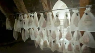Saint-Flour : des jambons affinés en haut de la cathédrale