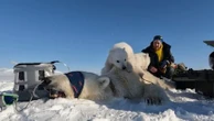 Réchauffement climatique : des scientifiques au chevet des ours et des renards polaires