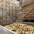 "On n'a que nos yeux pour pleurer" : en surproduction, les cultivateurs se retrouvent avec des montagnes "de pommes de terre sur les bras"