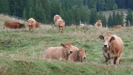 Dermatose bovine : des milliers d'animaux toujours bloqués en alpage