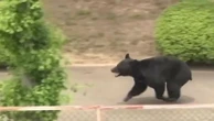 Un ours brun capturé après quatre jours de panique au nord de Tokyo