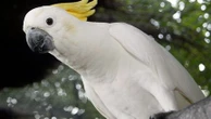 En Australie, des perroquets ont appris à boire de l'eau en ville en actionnant les fontaines publiques