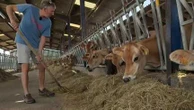 "On fait le pari de se séparer de 20% du troupeau" : des éleveurs contraints de vendre une partie de leurs vaches par manque de fourrage