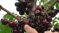 Avec le retour des orages, les producteurs de fruits craignent des dégâts sur leurs cultures