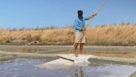 Charente-Maritime : les bienfaits de la fleur de sel, produit star de l'été sur l'île de Ré