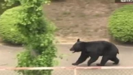Vague de signalements d’ours au Japon, les autorités appellent à la vigilance