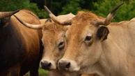 Dans l'Aubrac, derniers préparatifs avant la transhumance