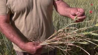 Sécheresses, craintes pour la santé des troupeaux... Les conséquences multiples de la canicule pour les agriculteurs