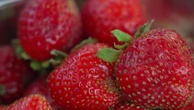 Dordogne : les fraises du Périgord font de la résistance sur les étals jusqu'en novembre
