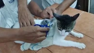 Narcomichi, un chat passeur de drogue, interpellé dans une prison du Costa Rica