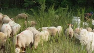 Attaques de troupeaux : quand des défenseurs du loup aident les bergers à surveiller les moutons