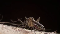 Chikungunya : l'épidémie se propage dans toute la France