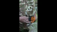 Les oiseaux victimes de la guerre en Ukraine