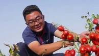 La Chine déferle sur le marché de la tomate sous toutes ses formes