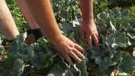 Qu’est-ce que l’effet "sèche-cheveux" que redoutent les agriculteurs ?