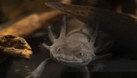Des chercheurs parviennent à faire repousser partiellement une patte de souris en s'inspirant de axolotl