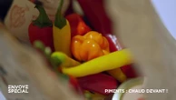 Capsaïcine, échelle de Scoville, Carolina Reaper… "Envoyé spécial" décode le monde du piment (et ça pique !)