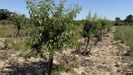 230 hectares d'amandiers plantés, en Provence la filière tente de se redévelopper