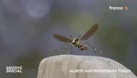 Alerte aux moustiques tigres