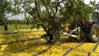 Vergers extensifs, sols argileux : pourquoi la canicule n'affecte pas trop les mirabelles de Lorraine